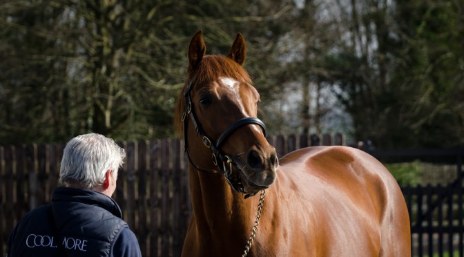 Photo Gallery – Coolmore Stud Ireland