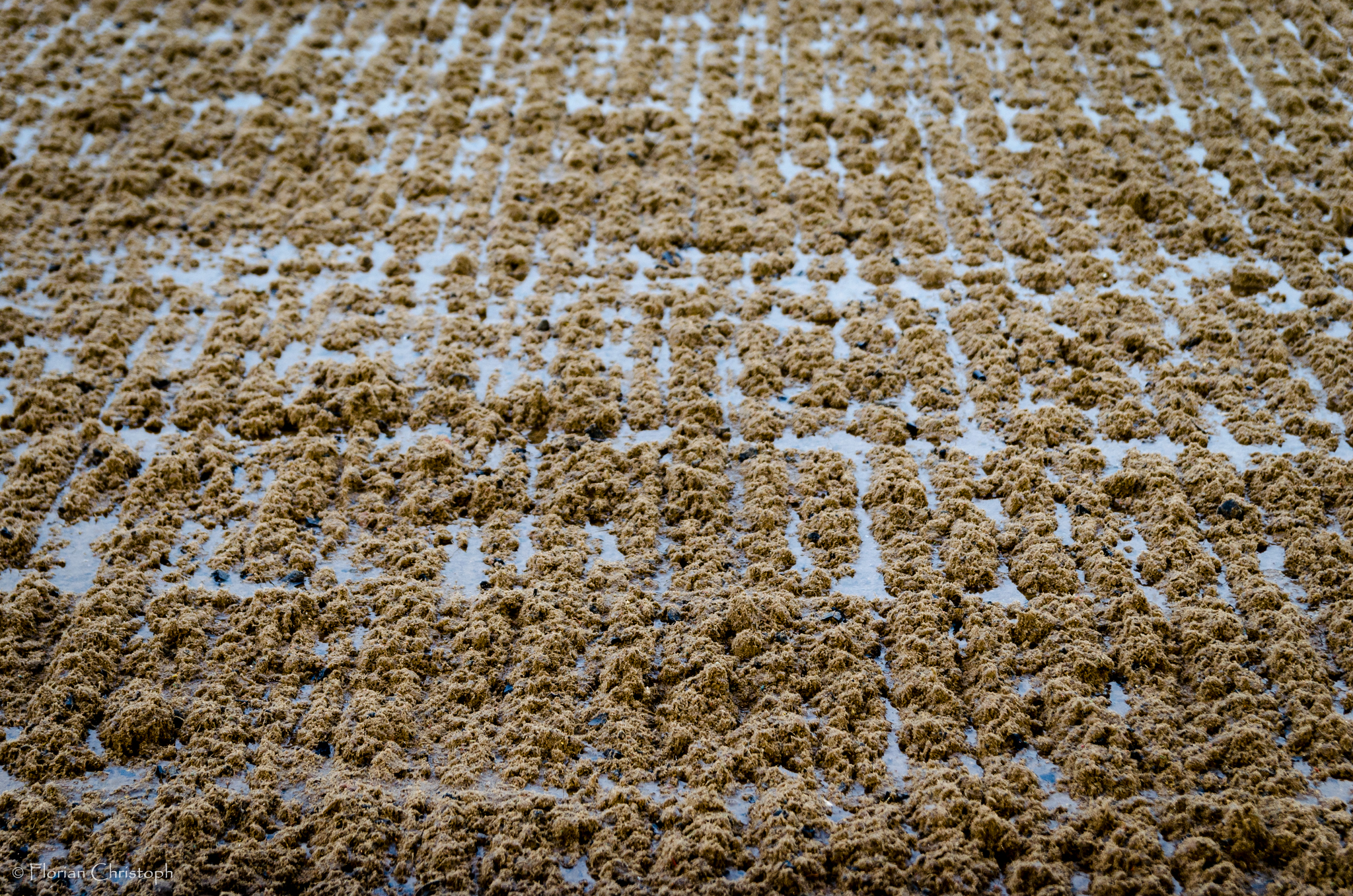 Wet Dundalk Polytrack