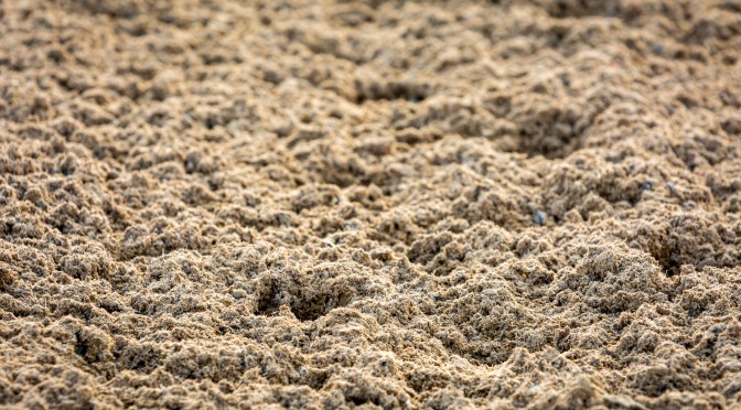 Tuesday Selections: 19th November 2024